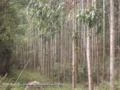 Investidores: Reflorestamento Pinus e Eucalipto 10alq. 40 mil árvores