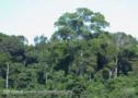 1700 metros cúbicos de madeira com AUTEX – Autorização de Exploração Florestal