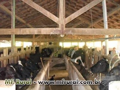 Fazenda de engorda de Gado em Vitoria de Santo Antão PE a 55 KM de Recife