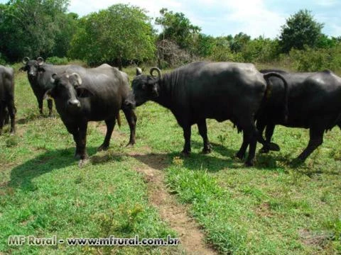 Fazenda com Laticinio