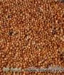 Sorgo