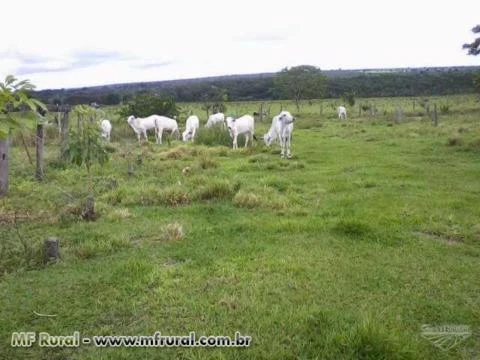 Sitio de 25 hectares em Campo Verde