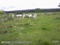 Sitio de 25 hectares em Campo Verde