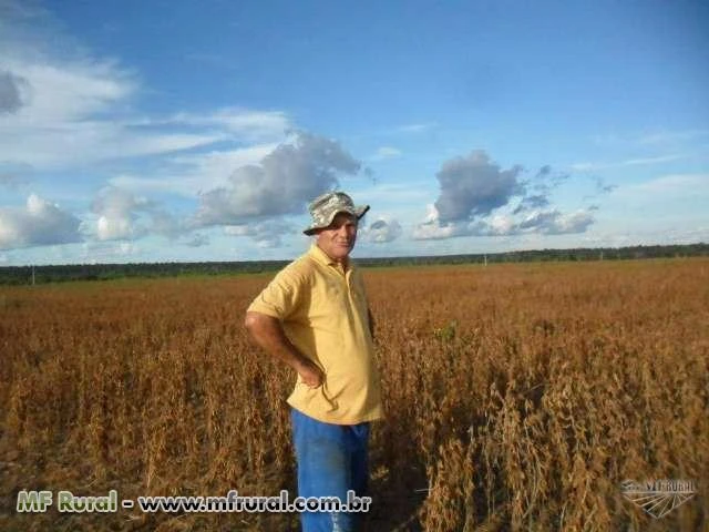 Vende-se fazenda de 100 hectares plantando soja em Itanhanga MT