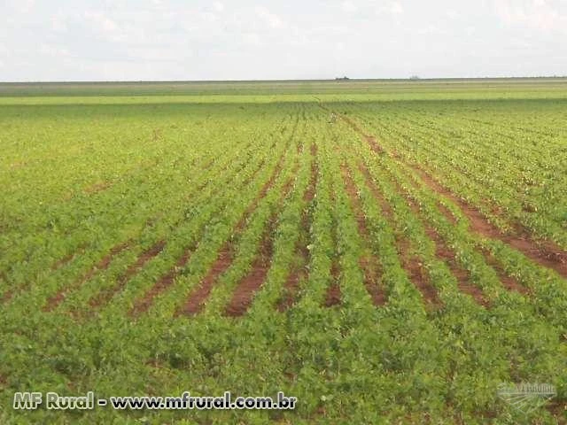 OPORTUNIDADE FAZENDA SOJA BAHIA 60 SACAS HECTARES