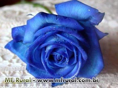 10 Sementes da Rosa Azul