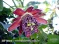 15 Sementes do Maracujá Doce Passiflora - alata
