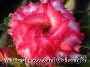 5 Sementes da genuína Rosa Do Deserto