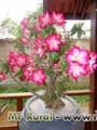 10 Sementes da Rosa do Deserto para mudas