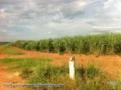 Fazenda Bem-te-vi (Cana de acucar 1º corte na Região de Colina/SP)