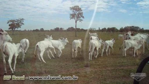 Fazenda em area de expansão urbana