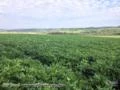 Excelente campo para plantação de soja - 90% aproveitável