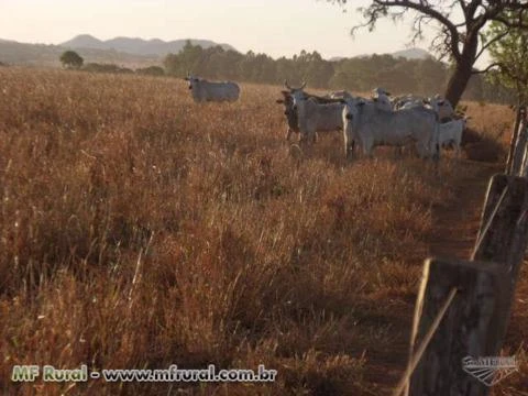 Fazenda em Campinorte