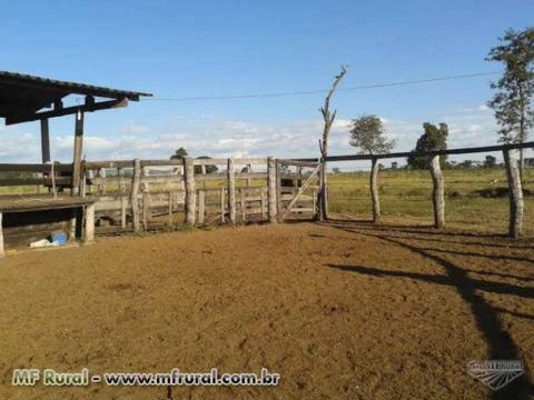 Excelente Fazenda com 500ha sendo 315ha formados, a 50KM de Cuiabá-MT