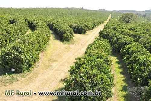 Fazenda De Laranjas