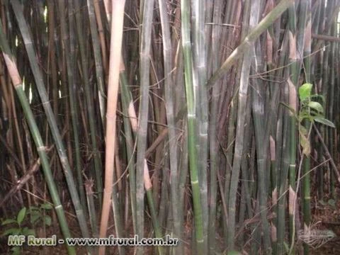 Bambu Virgem