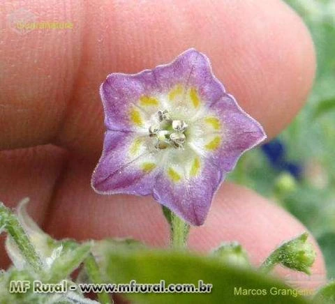 Sementes de Pimenta Cumari Passarinho A Cumari Verdadeira (Raridade)