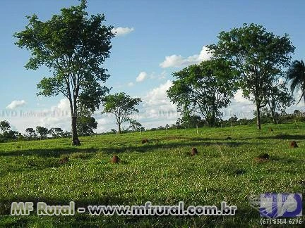 Fazenda em Cassilândia MS com 1.130,14 hectares