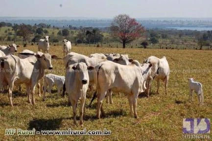 Fazenda a venda em Bataguassu, MS, com 319,44 hectares, rica em água