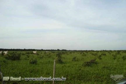 Fazenda em Nova Alvorada (MS) com 1.515 hectares – Ref. 708