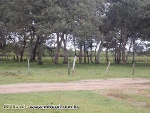 Fazenda em Corumbá (MS) com 2.590 hectares – Ref. 753