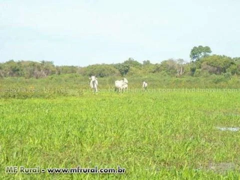 Fazenda em Corumbá (MS) com 1.546 hectares – Ref. 750