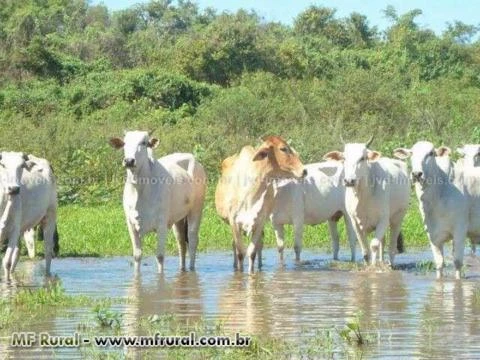Fazenda em Corumbá (MS) com 1.546 hectares – Ref. 750