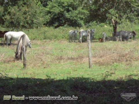 Fazenda com 15.213 hectares, Corumbá/MS – Ref. 746