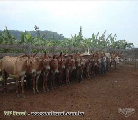 Fazenda com 10.000 alqueirão - São Felix do Xingu/PA – Ref. 740