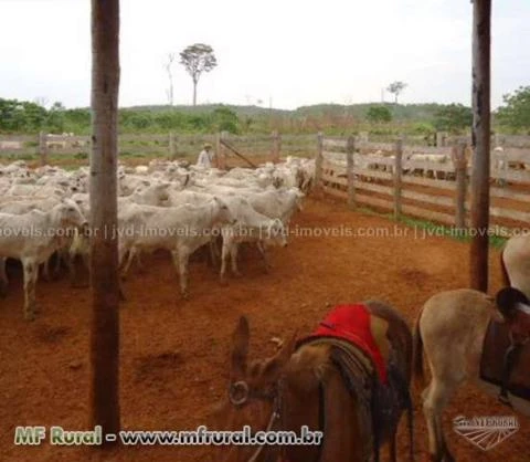 Fazenda com 10.000 alqueirão - São Felix do Xingu/PA – Ref. 740