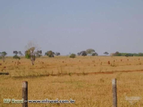 Fazenda com 980 hectares - Jaraguari/MS – Ref. 310