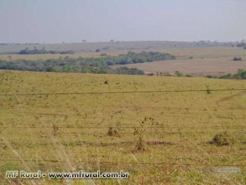 Fazenda com 980 hectares - Jaraguari/MS – Ref. 310