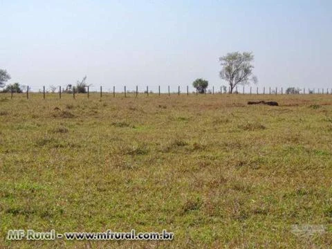 Fazenda com 980 hectares - Jaraguari/MS – Ref. 310