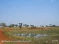 Fazenda a venda em MS, município de Bandeirantes, com 840 hectares – Ref. 309