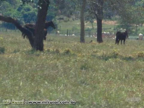 Fazenda a venda em MS, município de Bandeirantes, com 840 hectares – Ref. 309