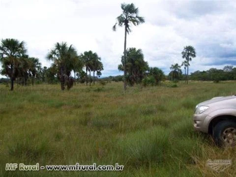 Fazenda em Piauí com 59 mil hectares – Ref. 731