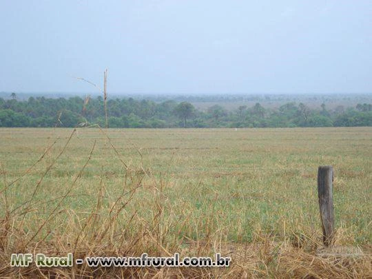 Fazenda com 12.500 hectares - Cocalinho/MT – Ref. 723