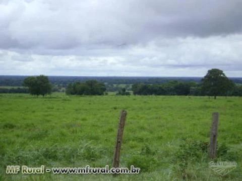 Fazenda com 12.500 hectares - Cocalinho/MT – Ref. 723