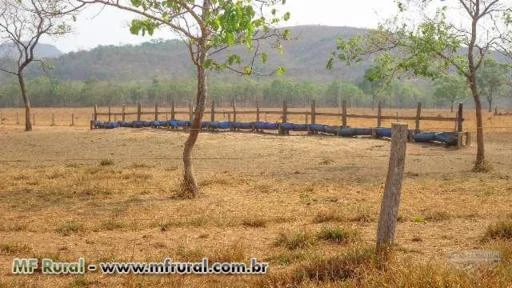 Fazenda com 10.446 hectares - Paranatinga/MT – Ref. 722