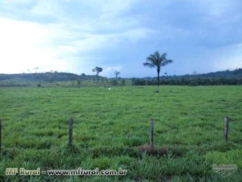 Fazenda com 18.940 hectares - Alta Floresta/MT – Ref. 714
