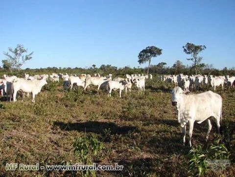 Fazenda com 750 hectares - Alto Boa Vista/MT – Ref. 709