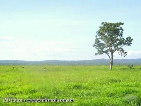 Fazenda com 20.000 hectares - Paranatinga/MT – Ref. 707