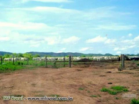 Fazenda com 20.000 hectares - Paranatinga/MT – Ref. 707