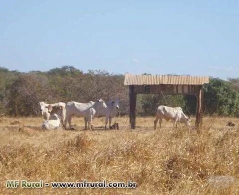 Fazenda com 3.850 hectares - Canarama/MT - Ref. 705