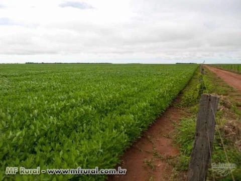 Fazenda com 15.452 hectares - Canarana/MT – Ref. 702