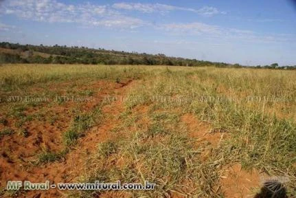 Fazenda com 9.600 hectares - Santo Antônio do Leste/MT – Ref. 699