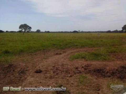 Fazenda com 6.000 hectares - Cáceres/MT – Ref. 693