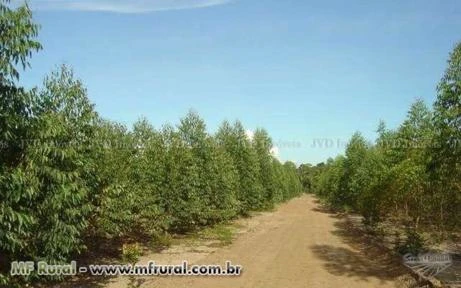 Fazenda com 10.400 hectares - Sapezal/MT – Ref. 692