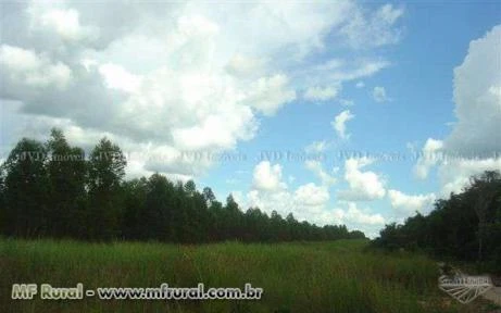 Fazenda com 10.400 hectares - Sapezal/MT – Ref. 692