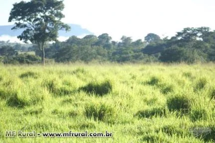 Fazenda com 3.600 hectares - São José/MT – Ref. 689